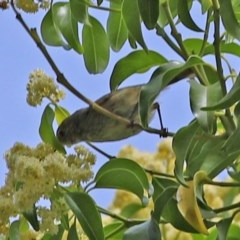 Myzomela sanguinolenta at Acton, ACT - 30 Oct 2020