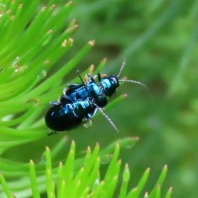 Altica sp. (genus) (Flea beetle) at Acton, ACT - 30 Oct 2020 by RodDeb