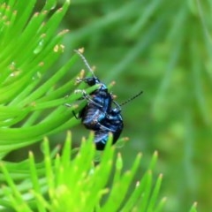 Altica sp. (genus) at Acton, ACT - 30 Oct 2020