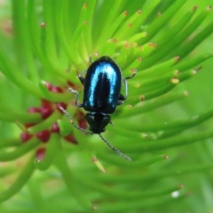 Altica sp. (genus) at Acton, ACT - 30 Oct 2020