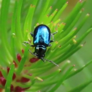 Altica sp. (genus) at Acton, ACT - 30 Oct 2020