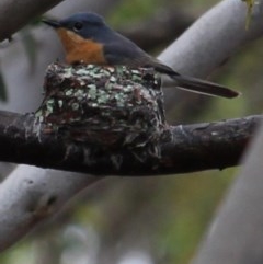 Myiagra rubecula (Leaden Flycatcher) at Gundaroo, NSW - 31 Oct 2020 by MaartjeSevenster