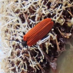 Porrostoma sp. (genus) (Lycid, Net-winged beetle) at Acton, ACT - 30 Oct 2020 by RodDeb