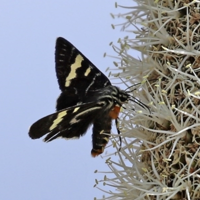 Phalaenoides glycinae (Grapevine Moth) at Acton, ACT - 30 Oct 2020 by RodDeb