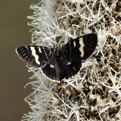 Phalaenoides glycinae at Acton, ACT - 30 Oct 2020 12:20 PM