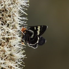 Phalaenoides glycinae at Acton, ACT - 30 Oct 2020 12:20 PM