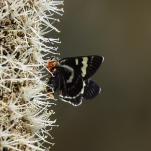 Phalaenoides glycinae at Acton, ACT - 30 Oct 2020