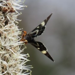 Phalaenoides glycinae at Acton, ACT - 30 Oct 2020