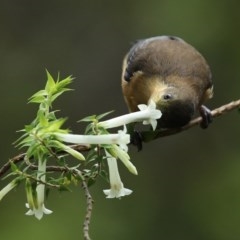Acanthorhynchus tenuirostris (Eastern Spinebill) at Acton, ACT - 29 Oct 2020 by RodDeb