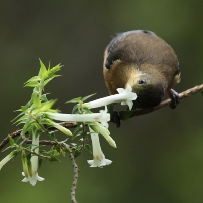 Acanthorhynchus tenuirostris (Eastern Spinebill) at Acton, ACT - 30 Oct 2020 by RodDeb