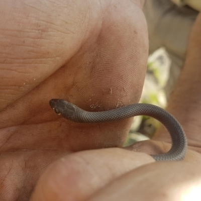 Demansia psammophis (Yellow-faced Whipsnake) at Uriarra Village, ACT - 28 Apr 2020 by Darren
