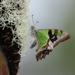 Graphium macleayanum (Macleay's Swallowtail) at Acton, ACT - 30 Oct 2020 by RodDeb