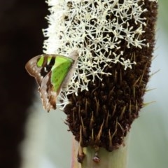 Graphium macleayanum at Acton, ACT - 30 Oct 2020