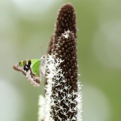 Graphium macleayanum at Acton, ACT - 30 Oct 2020