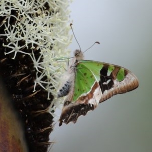 Graphium macleayanum at Acton, ACT - 30 Oct 2020