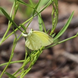 Eurema smilax at Acton, ACT - 30 Oct 2020 12:02 PM