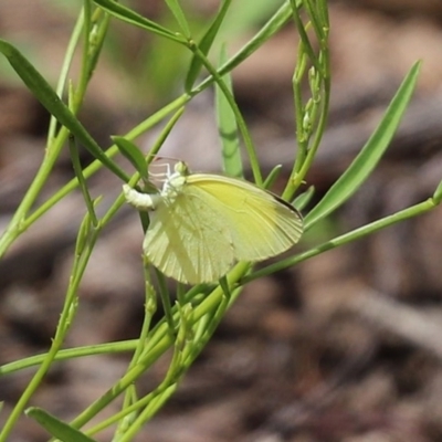 Eurema smilax (Small Grass-yellow) at Acton, ACT - 30 Oct 2020 by RodDeb