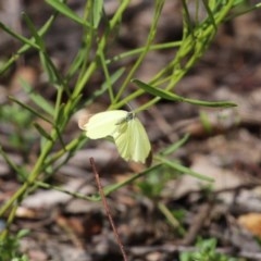 Eurema smilax at Acton, ACT - 30 Oct 2020 12:02 PM