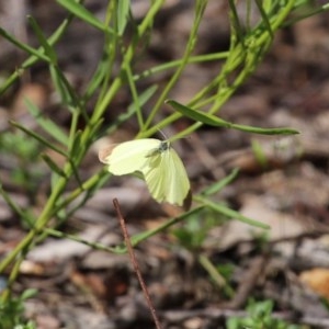 Eurema smilax at Acton, ACT - 30 Oct 2020 12:02 PM