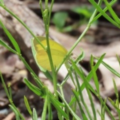 Eurema smilax at Acton, ACT - 30 Oct 2020 12:02 PM