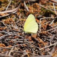 Eurema smilax at Acton, ACT - 30 Oct 2020 12:02 PM