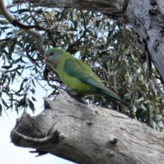 Polytelis swainsonii (Superb Parrot) at GG38 - 29 Oct 2020 by JackyF