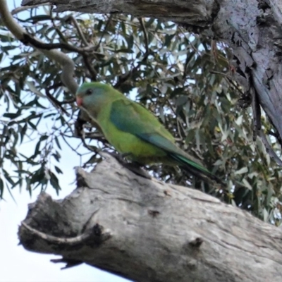 Polytelis swainsonii (Superb Parrot) at GG38 - 29 Oct 2020 by JackyF