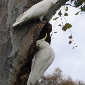 Cacatua galerita at Hughes, ACT - 29 Oct 2020 03:58 PM