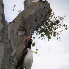 Cacatua galerita at Hughes, ACT - 29 Oct 2020 03:58 PM