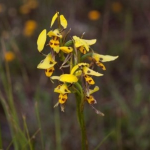 Diuris sulphurea at Murrumbateman, NSW - 31 Oct 2020