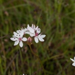 Burchardia umbellata (Milkmaids) at Murrumbateman, NSW - 31 Oct 2020 by SallyandPeter