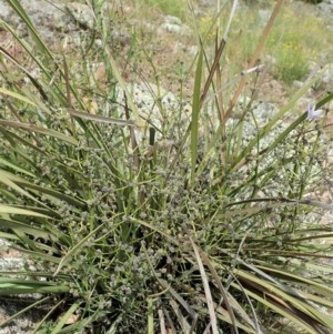 Lomandra multiflora at Cook, ACT - 30 Oct 2020