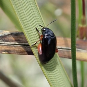 Arsipoda holomelaena at Cook, ACT - 30 Oct 2020