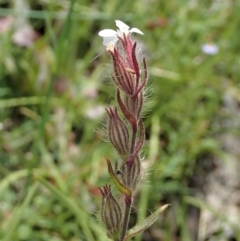 Silene gallica var. gallica at Cook, ACT - 30 Oct 2020 12:04 PM