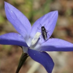 Wahlenbergia capillaris (Tufted Bluebell) at Mount Painter - 30 Oct 2020 by CathB