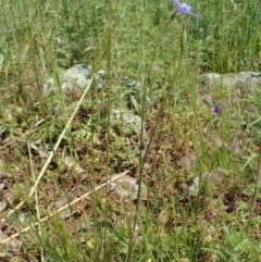 Wahlenbergia capillaris at Cook, ACT - 30 Oct 2020 11:47 AM