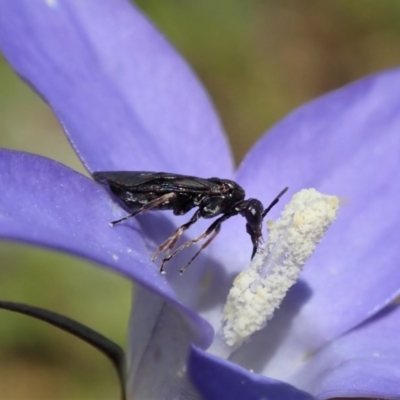 Pergidae sp. (family) (Unidentified Sawfly) at Cook, ACT - 30 Oct 2020 by CathB