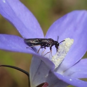 Pergidae sp. (family) at Cook, ACT - 30 Oct 2020