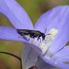 Pergidae sp. (family) at Cook, ACT - 30 Oct 2020