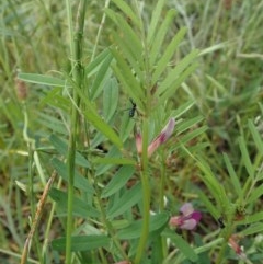 Vicia sativa (Common Vetch) at Cook, ACT - 30 Oct 2020 by CathB
