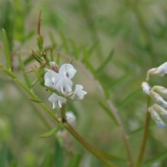 Vicia hirsuta (Hairy Vetch) at Cook, ACT - 30 Oct 2020 by CathB