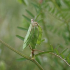 Vicia hirsuta at Cook, ACT - 30 Oct 2020