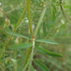 Vicia hirsuta at Cook, ACT - 30 Oct 2020