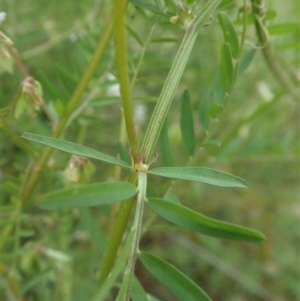 Vicia hirsuta at Cook, ACT - 30 Oct 2020