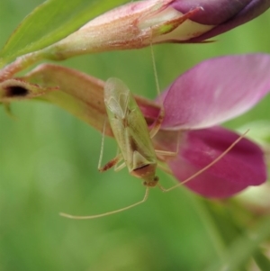 Miridae (family) at Cook, ACT - 30 Oct 2020