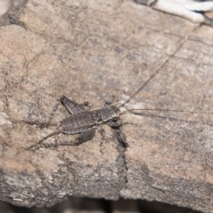 Eurepa marginipennis at Bruce, ACT - 29 Oct 2020