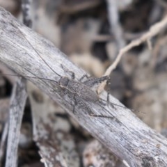 Eurepa marginipennis at Bruce, ACT - 29 Oct 2020