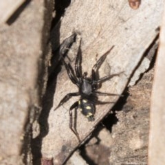 Zodariidae (family) (Unidentified Ant spider or Spotted ground spider) at Bruce, ACT - 29 Oct 2020 by AlisonMilton
