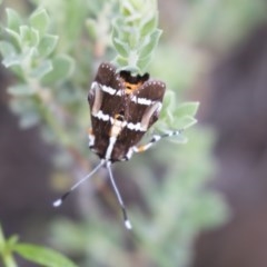 Hecatesia fenestrata (Common Whistling Moth) at Gossan Hill - 29 Oct 2020 by AlisonMilton