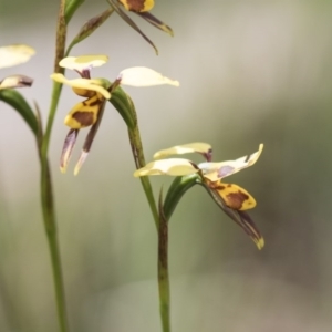 Diuris sulphurea at Bruce, ACT - suppressed